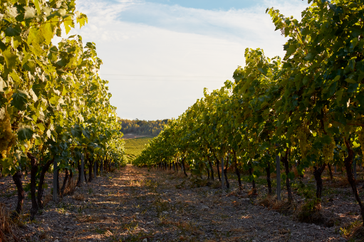 La saison des vendanges se termine aux Domaines Francis Abécassis. 