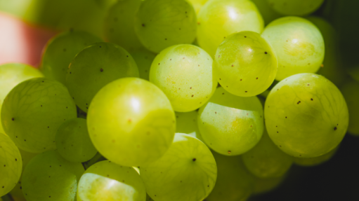 Rentrée et vendanges : un nouveau chapitre débute aux Domaines Francis Abécassis.